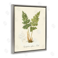 Tina Higgins Designs, Inc. | Biological Plant Study