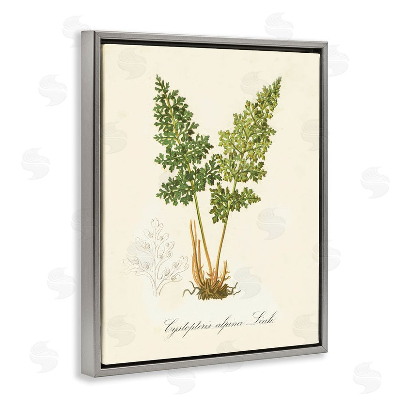 Tina Higgins Designs, Inc. | Biological Plant Study
