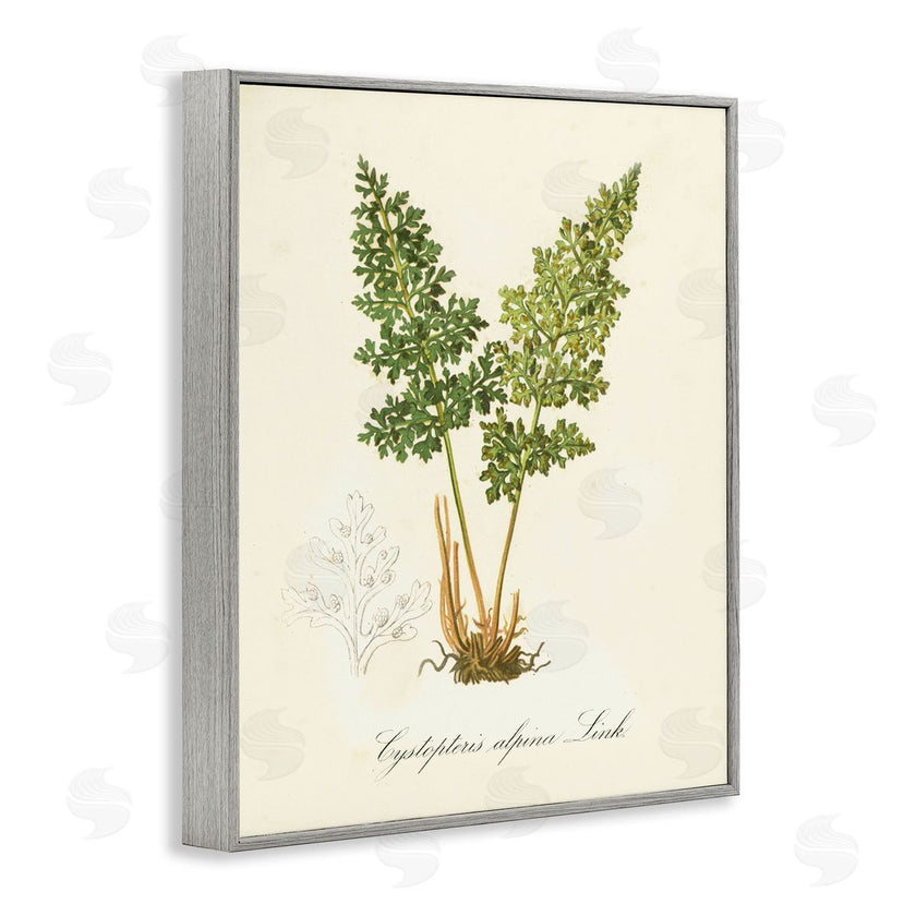 Tina Higgins Designs, Inc. | Biological Plant Study