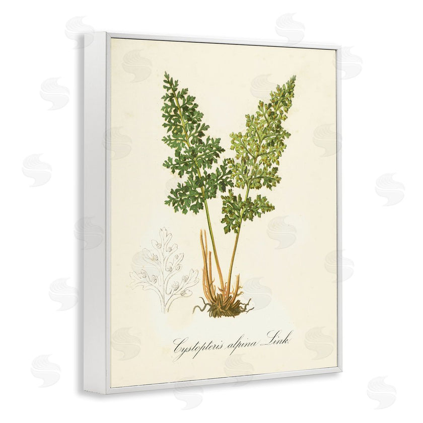 Tina Higgins Designs, Inc. | Biological Plant Study