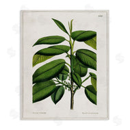 Tina Higgins Designs, Inc. | Scientific Woodland Plant