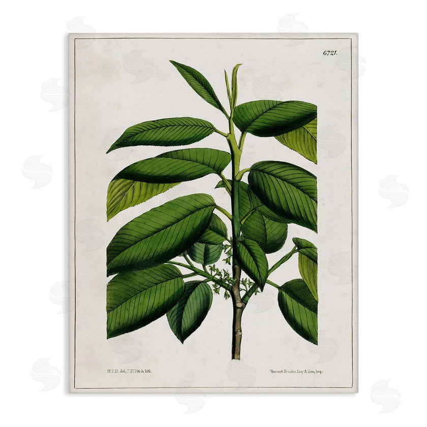 Tina Higgins Designs, Inc. | Scientific Woodland Plant
