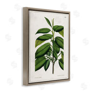 Tina Higgins Designs, Inc. | Scientific Woodland Plant