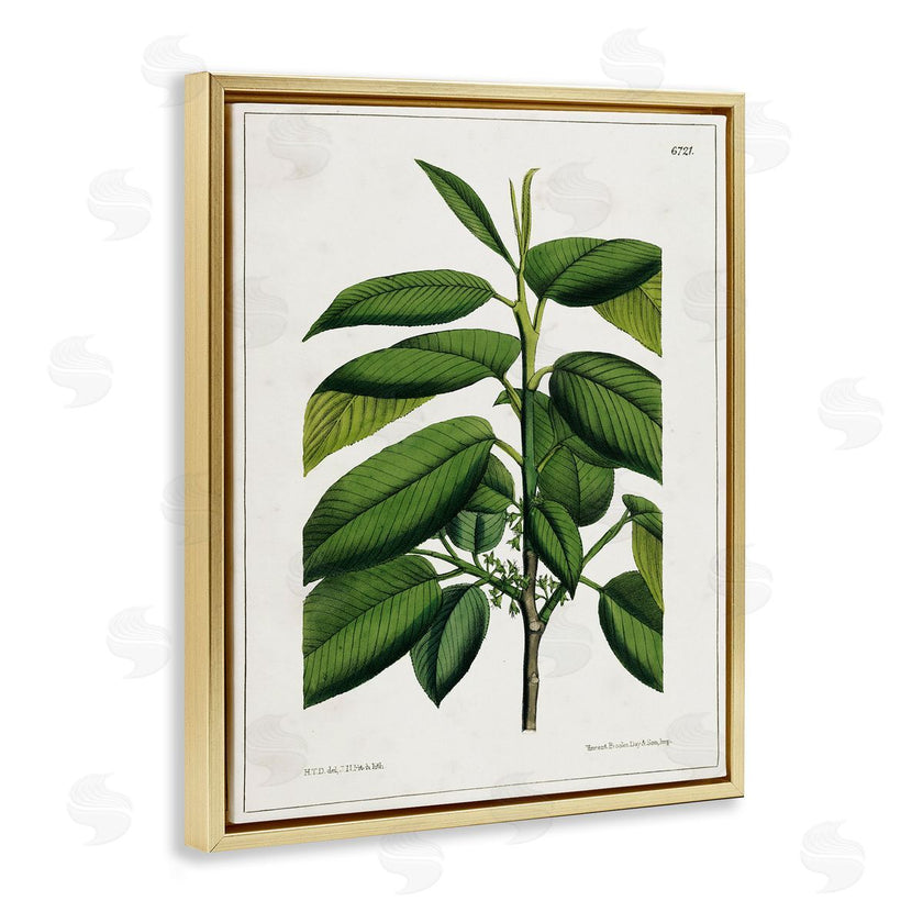 Tina Higgins Designs, Inc. | Scientific Woodland Plant