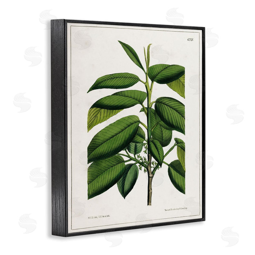 Tina Higgins Designs, Inc. | Scientific Woodland Plant