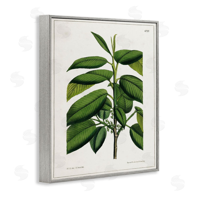 Tina Higgins Designs, Inc. | Scientific Woodland Plant