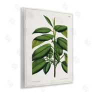 Tina Higgins Designs, Inc. | Scientific Woodland Plant