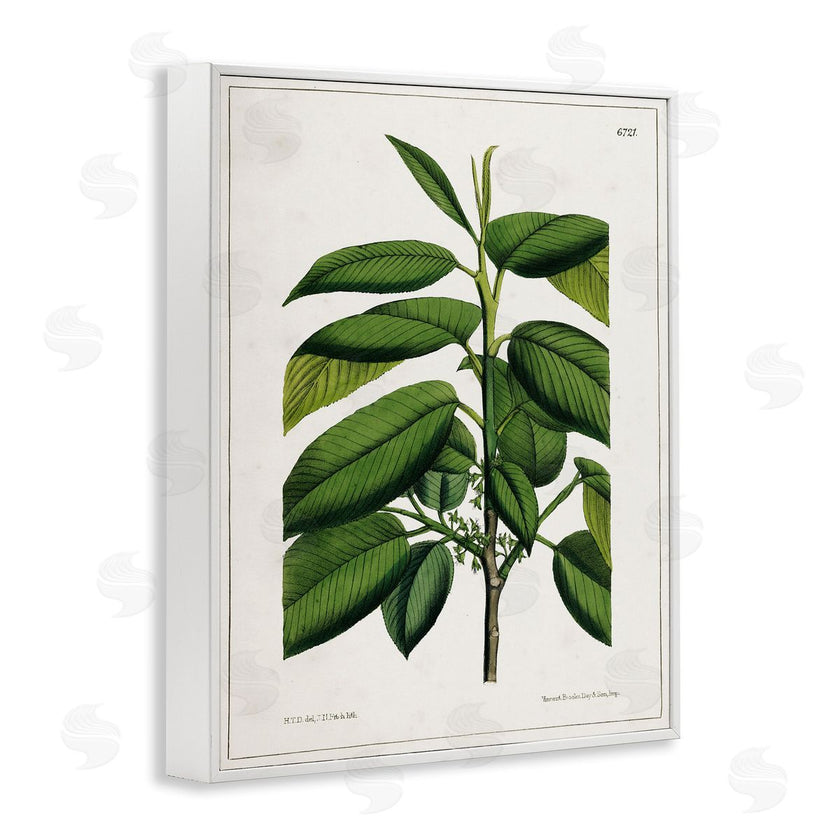 Tina Higgins Designs, Inc. | Scientific Woodland Plant