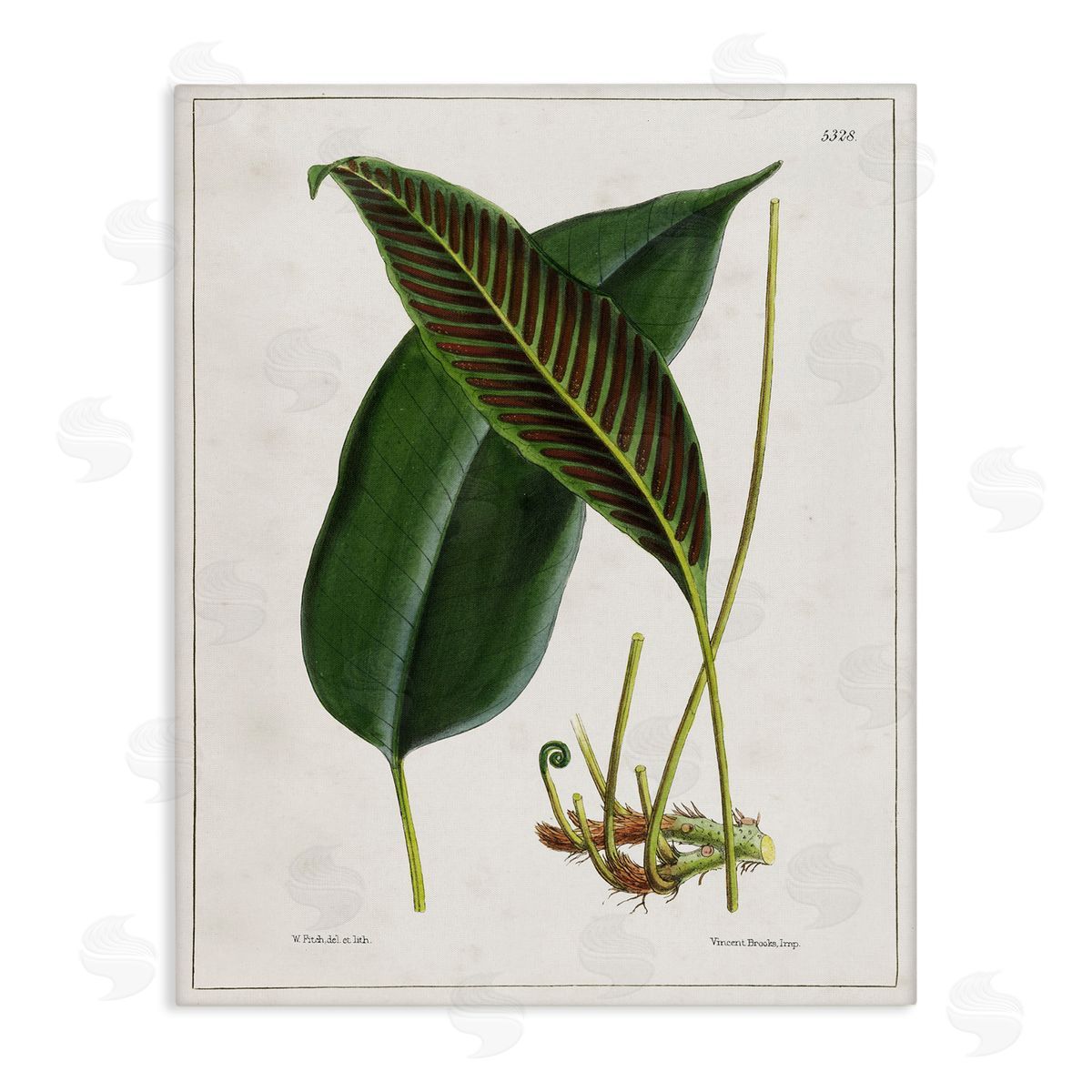 Leaf and its Underside Study Canvas Wall Art, Home Decor by Tina Higgins Designs, Inc.