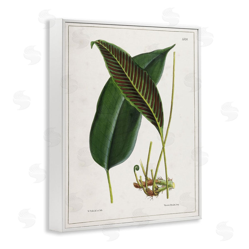 Tina Higgins Designs, Inc. | Leaf and its Underside Study