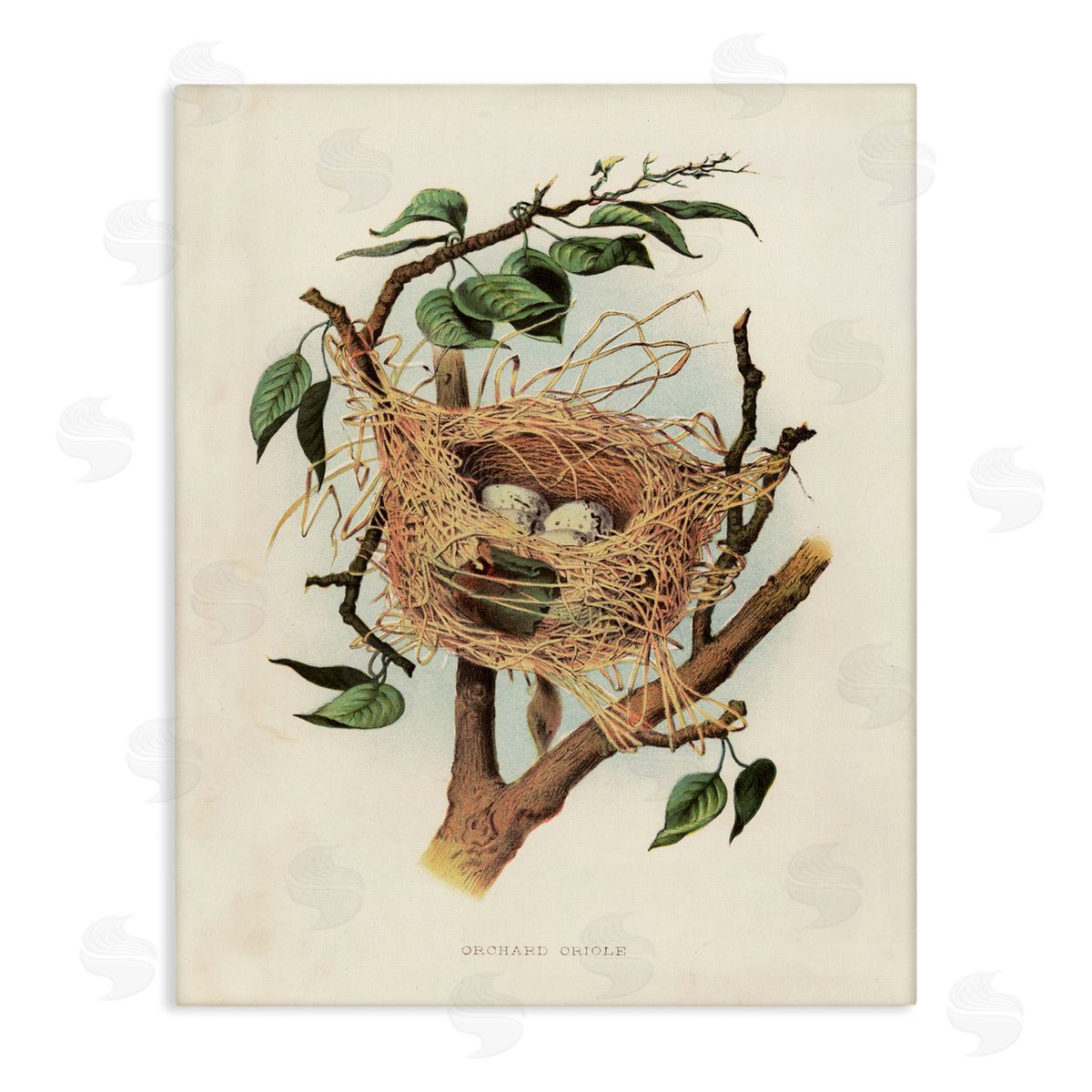 Eggs in Birdnest Study Canvas Wall Art, Home Decor by Tina Higgins Designs, Inc.