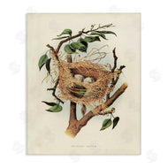 Tina Higgins Designs, Inc. | Eggs in Birdnest Study