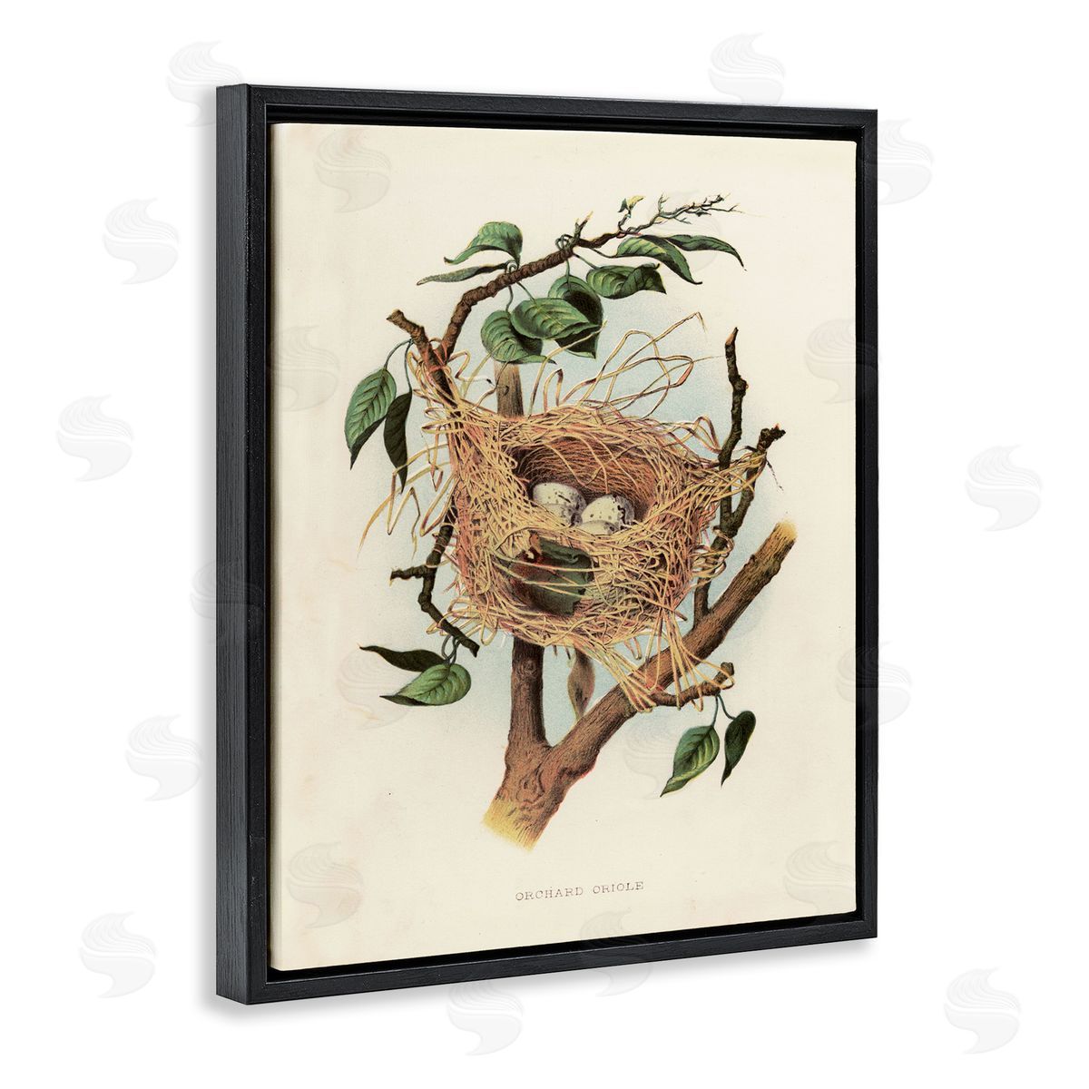 Eggs in Birdnest Study Black Floating Frame Canvas Wall Art, Home Decor by Tina Higgins Designs, Inc.