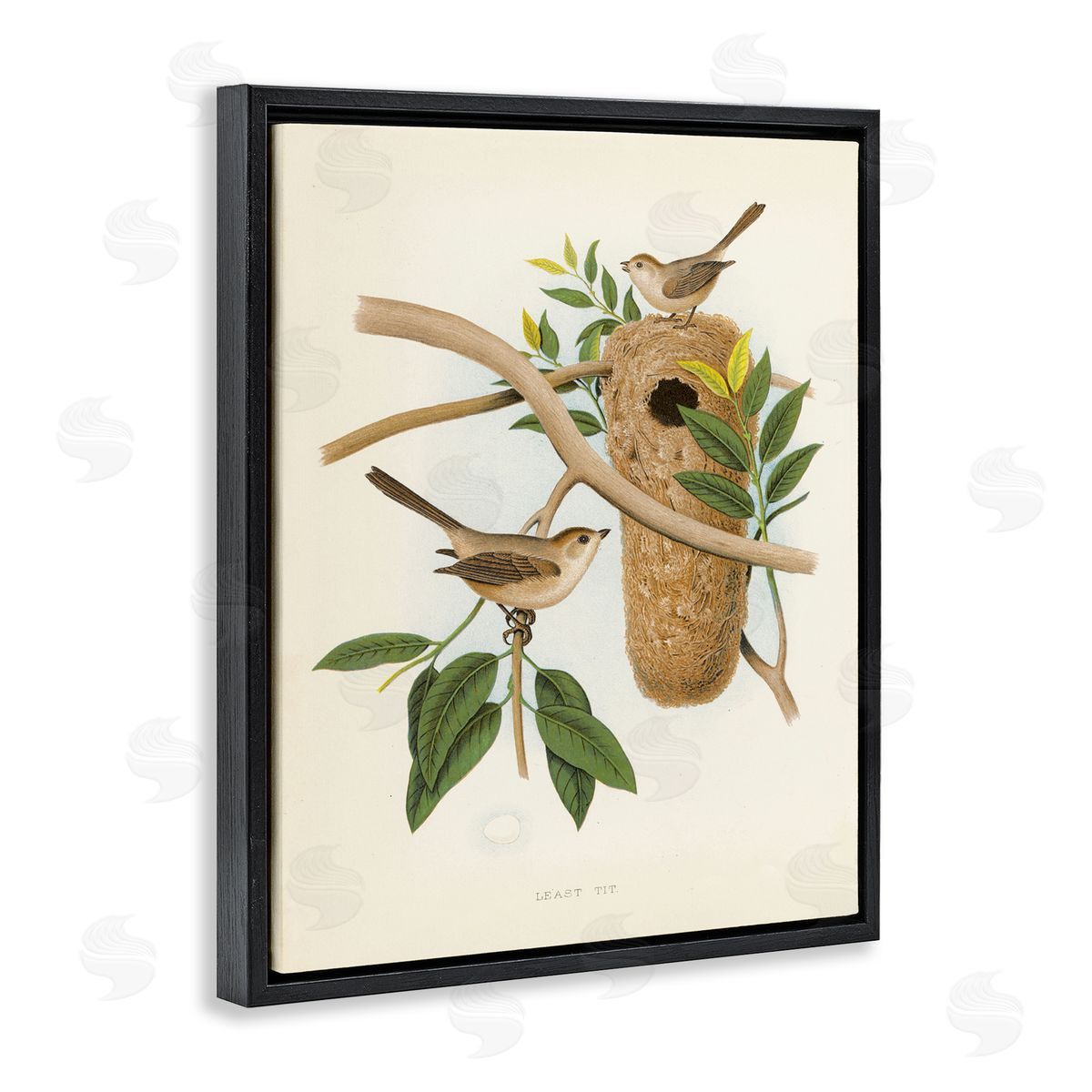 Vintage Bird House Study Black Floating Frame Canvas Wall Art, Home Decor by Tina Higgins Designs, Inc.