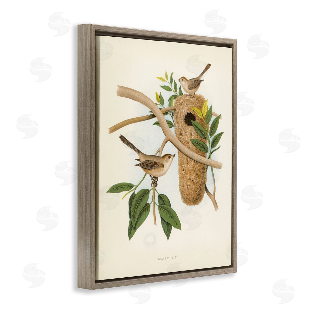 Vintage Bird House Study Brown Floating Frame Canvas Wall Art, Home Decor by Tina Higgins Designs, Inc.