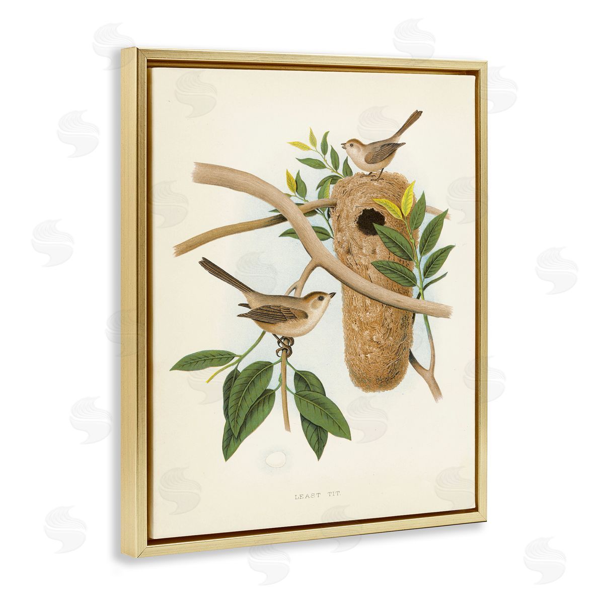 Vintage Bird House Study Gold Floating Frame Canvas Wall Art, Home Decor by Tina Higgins Designs, Inc.