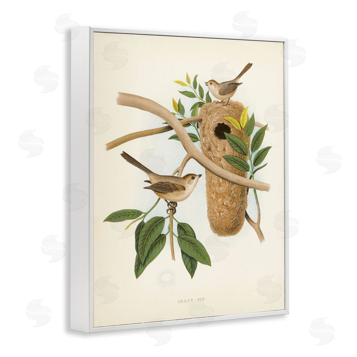 Vintage Bird House Study White Frame Print Wall Art, Home Decor by Tina Higgins Designs, Inc.