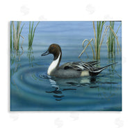 Valerie Rogers | Pintail Loon in Pond