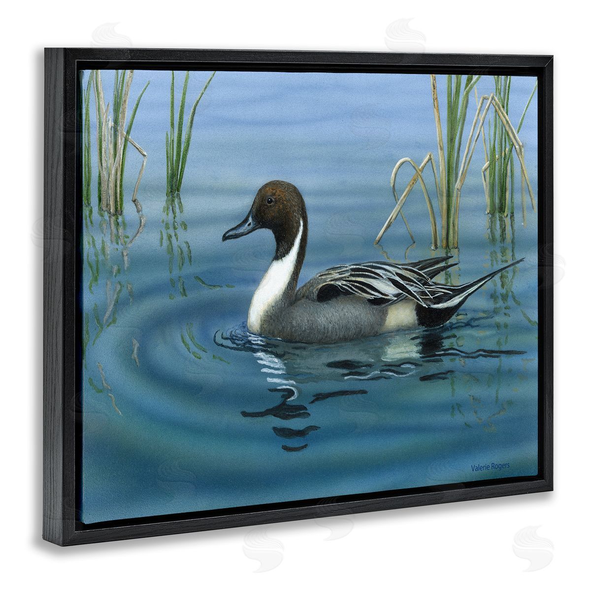 Pintail Loon in Pond Black Floating Frame Canvas Wall Art, Home Decor by Valerie Rogers
