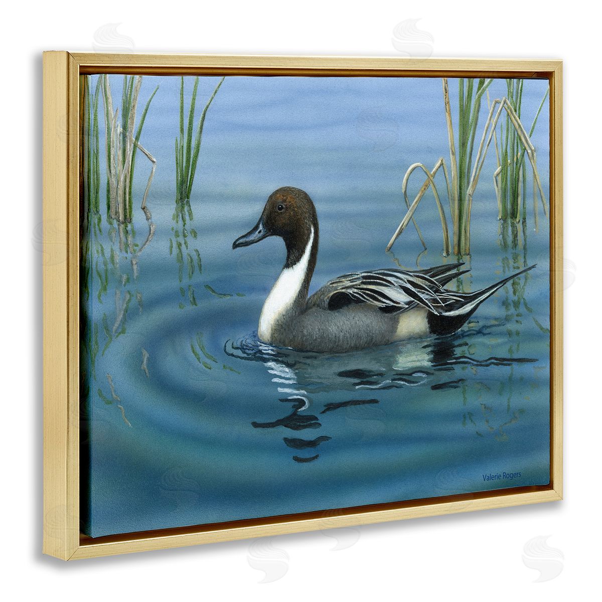 Pintail Loon in Pond Gold Floating Frame Canvas Wall Art, Home Decor by Valerie Rogers