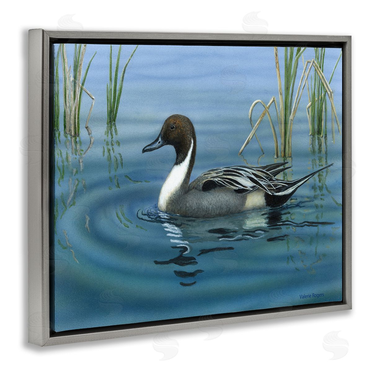 Pintail Loon in Pond Grey Floating Frame Canvas Wall Art, Home Decor by Valerie Rogers