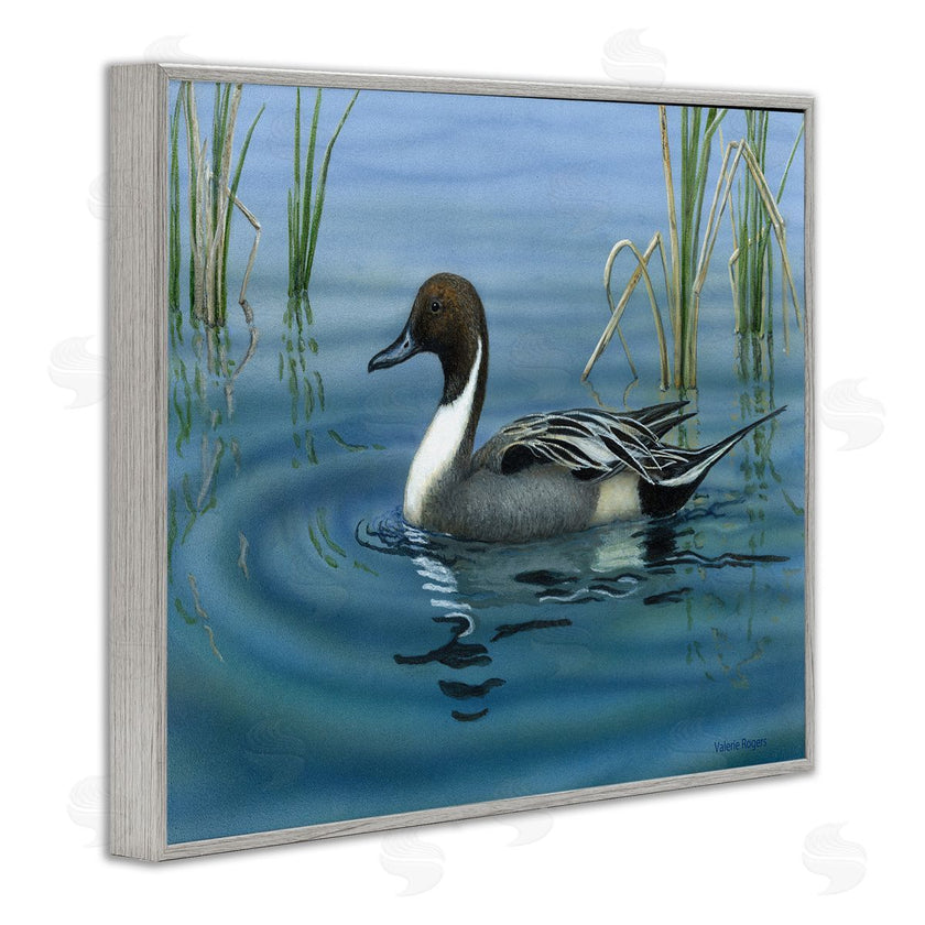 Valerie Rogers | Pintail Loon in Pond