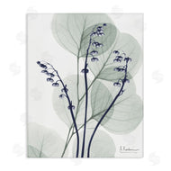 Albert Koetsier | Serene Modern Eucalyptus