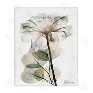 Albert Koetsier | Modern Minimalist Buds