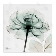 Albert Koetsier | Transparent Flower Blossom