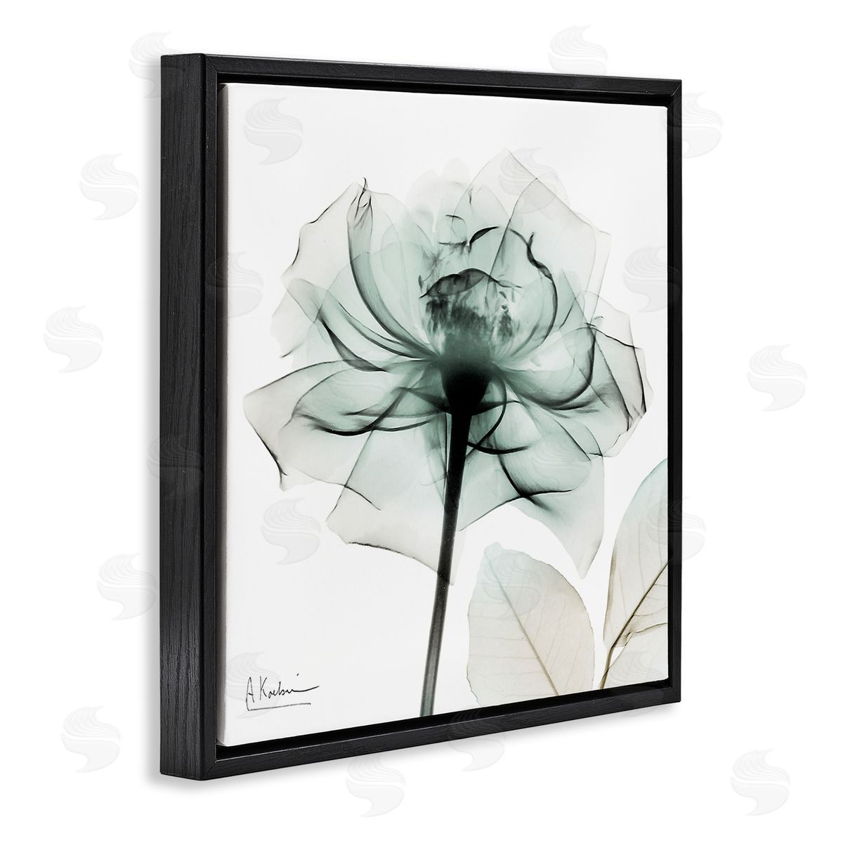 Transparent Flower Blossom Black Floating Frame Canvas Wall Art, Home Decor by Albert Koetsier