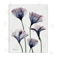 Albert Koetsier | Subtle Fresh Flowers