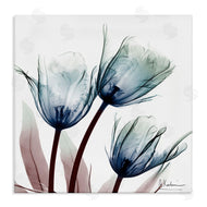 Albert Koetsier | Translucent Tulip Bulbs