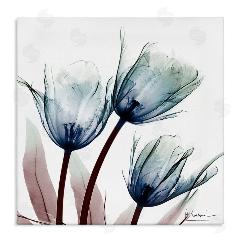 Albert Koetsier | Translucent Tulip Bulbs