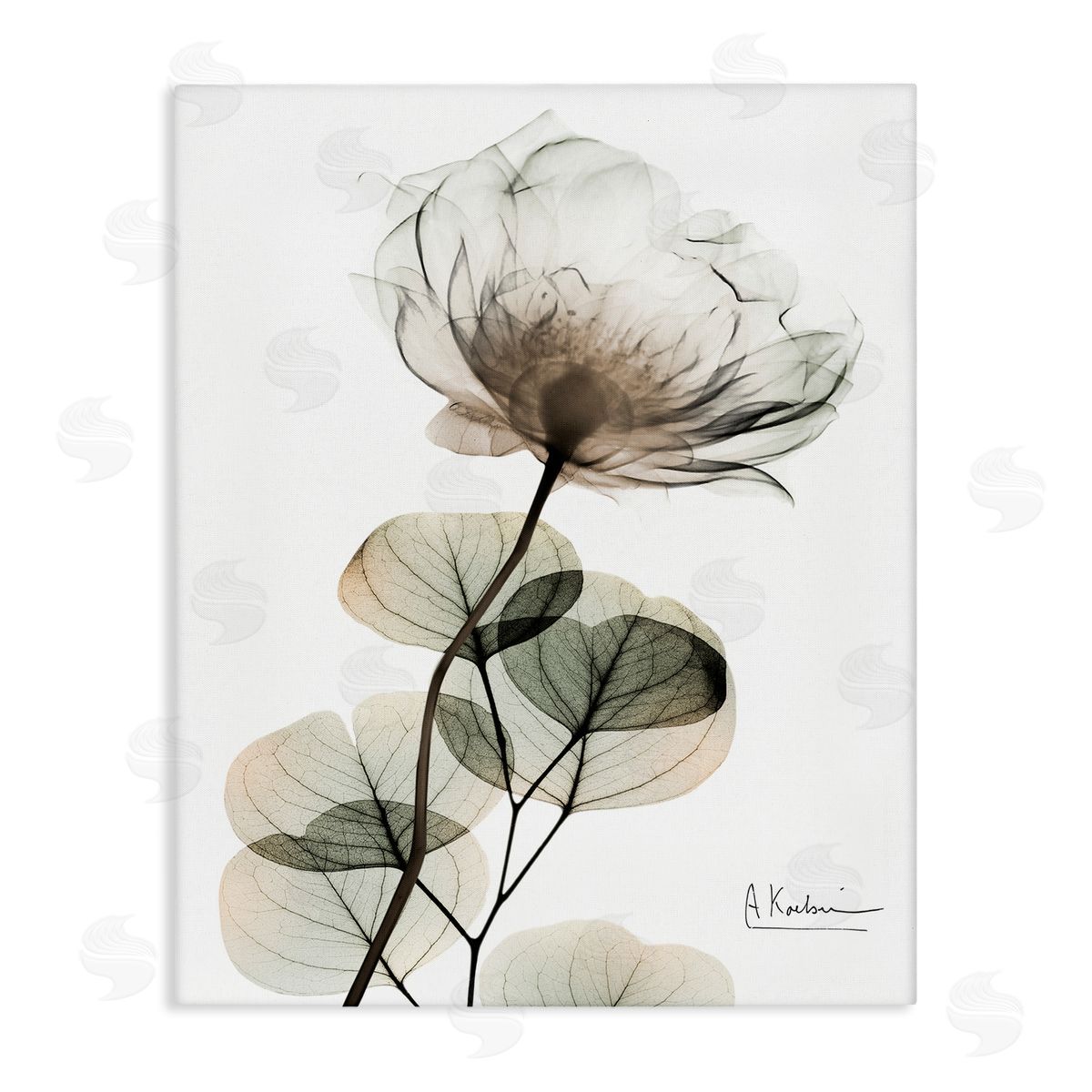 Simple Elegant White Flower Canvas Wall Art, Home Decor by Albert Koetsier