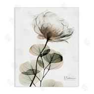 Albert Koetsier | Simple Elegant White Flower