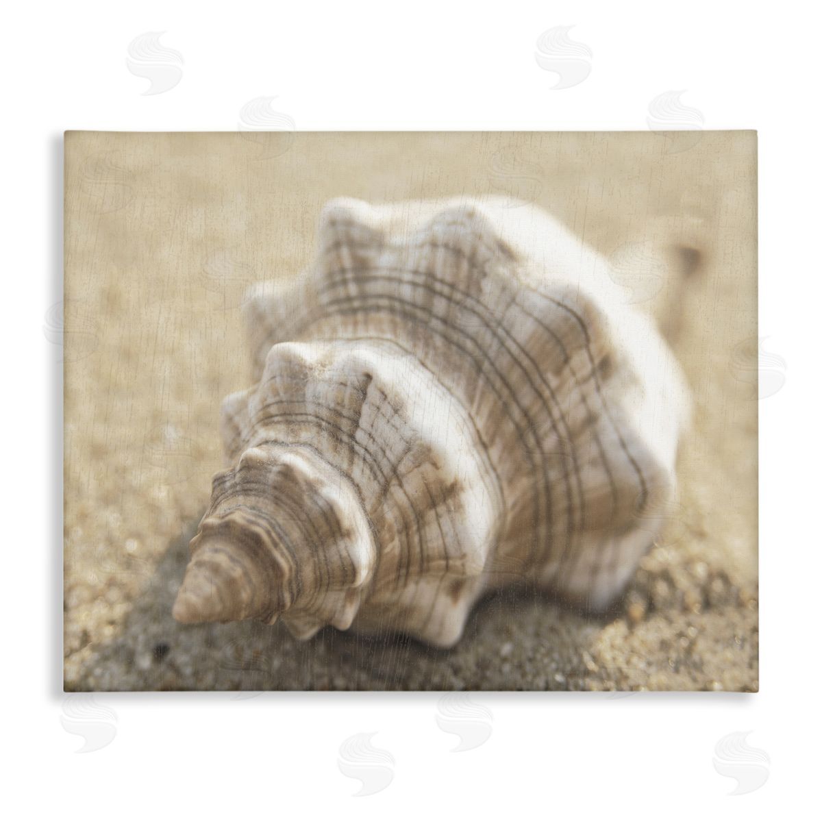 Neutral Tone Conch Shell Canvas Wall Art, Home Decor by Dora Rotondella