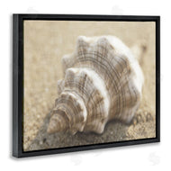 Dora Rotondella | Neutral Tone Conch Shell