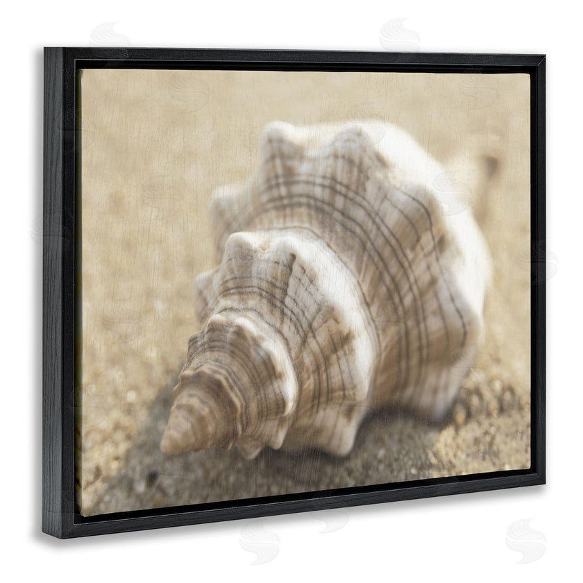 Dora Rotondella | Neutral Tone Conch Shell