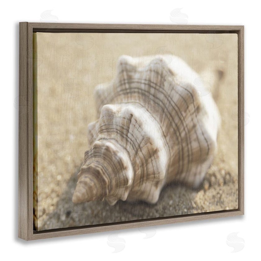 Dora Rotondella | Neutral Tone Conch Shell