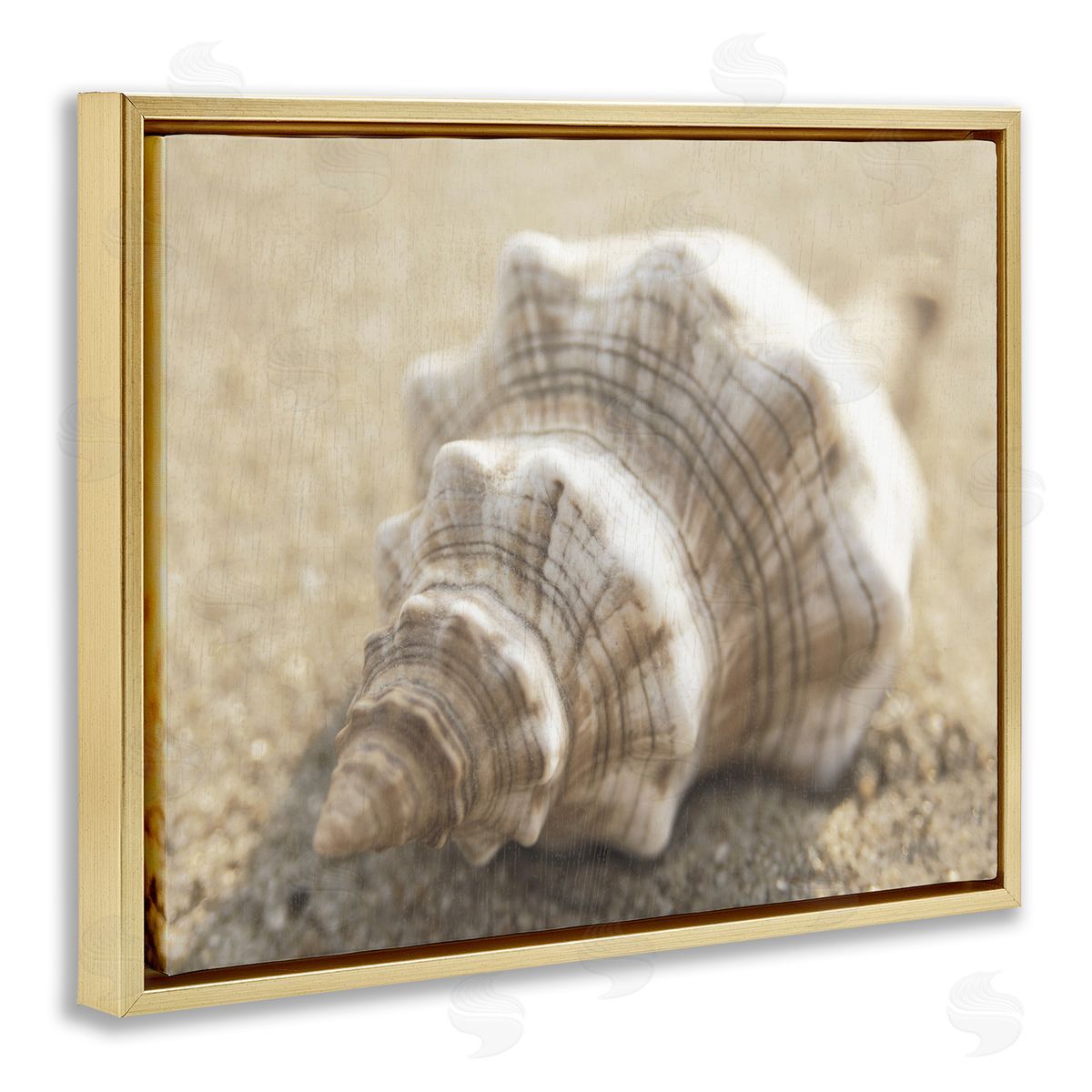 Neutral Tone Conch Shell Gold Floating Frame Canvas Wall Art, Home Decor by Dora Rotondella