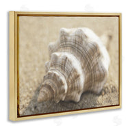 Dora Rotondella | Neutral Tone Conch Shell