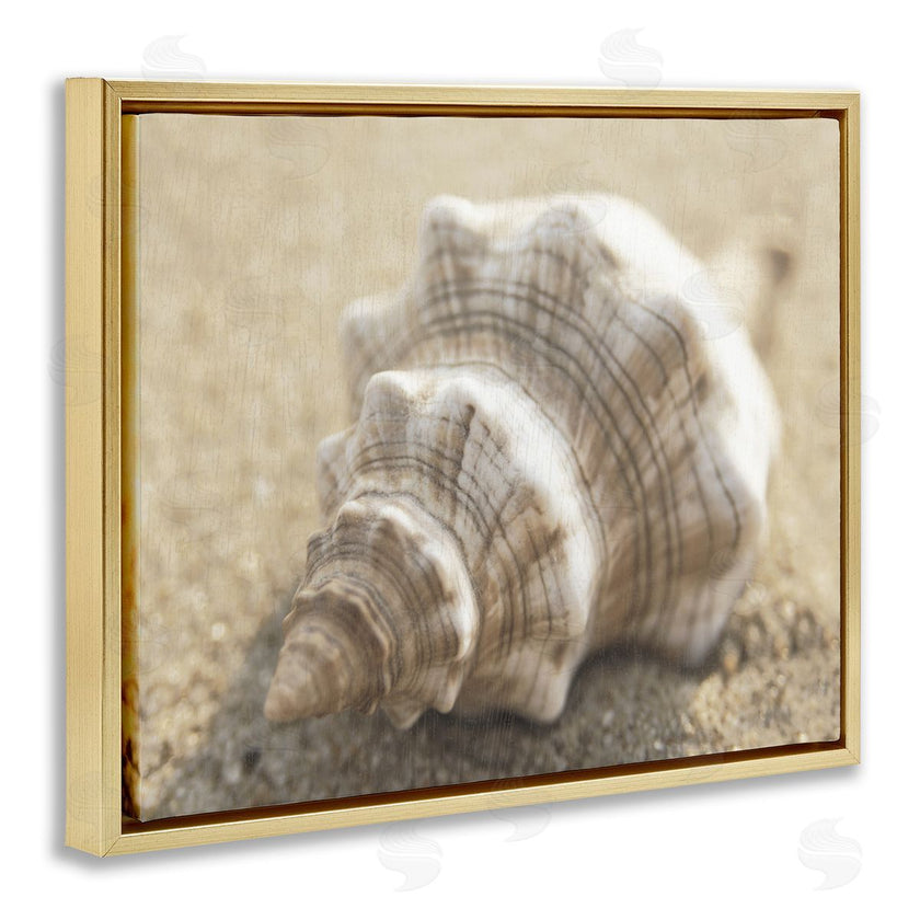 Dora Rotondella | Neutral Tone Conch Shell
