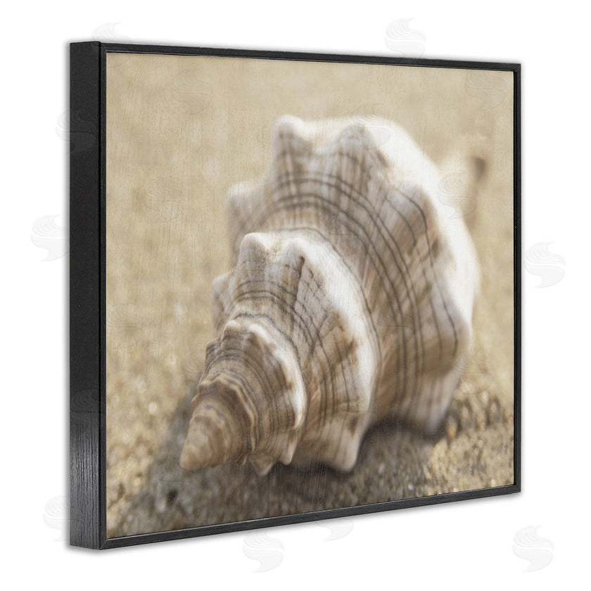 Dora Rotondella | Neutral Tone Conch Shell