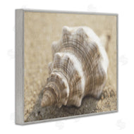 Dora Rotondella | Neutral Tone Conch Shell