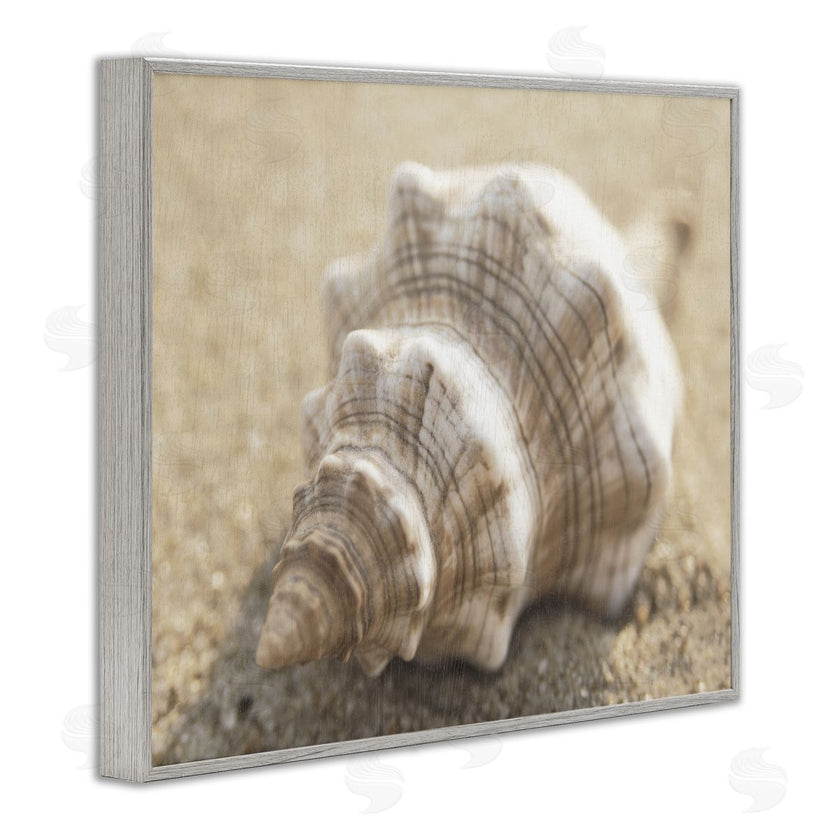 Dora Rotondella | Neutral Tone Conch Shell