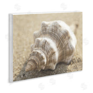 Dora Rotondella | Neutral Tone Conch Shell