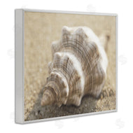 Dora Rotondella | Neutral Tone Conch Shell