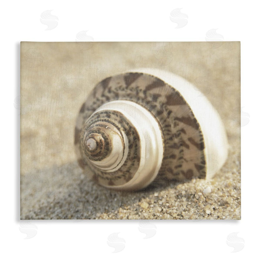Dora Rotondella | Neutral Tone Seashell