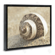 Dora Rotondella | Neutral Tone Seashell