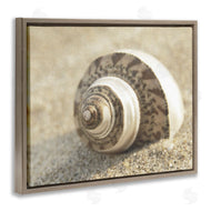 Dora Rotondella | Neutral Tone Seashell